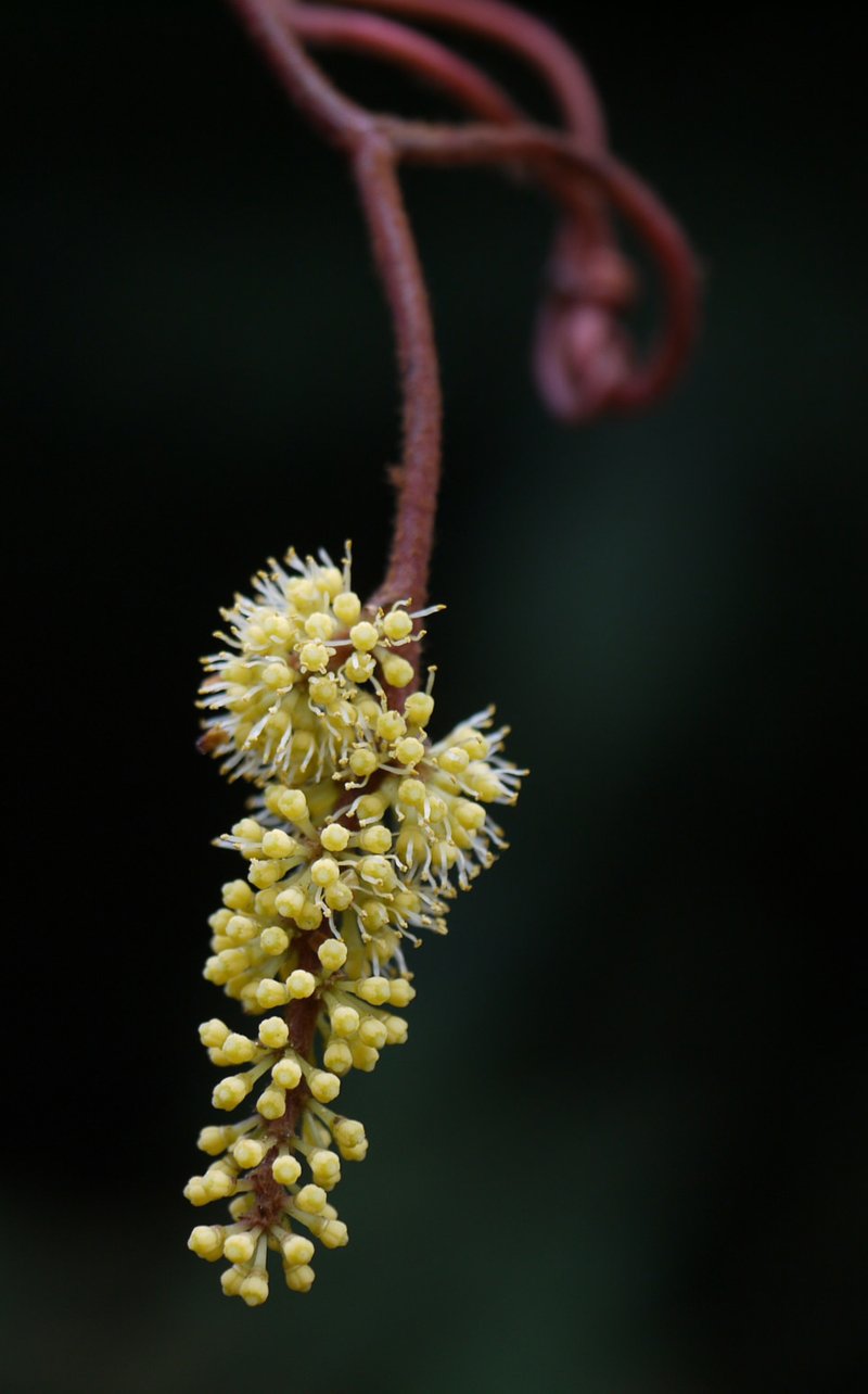 ampelocissus-indica-flower-1.jpg